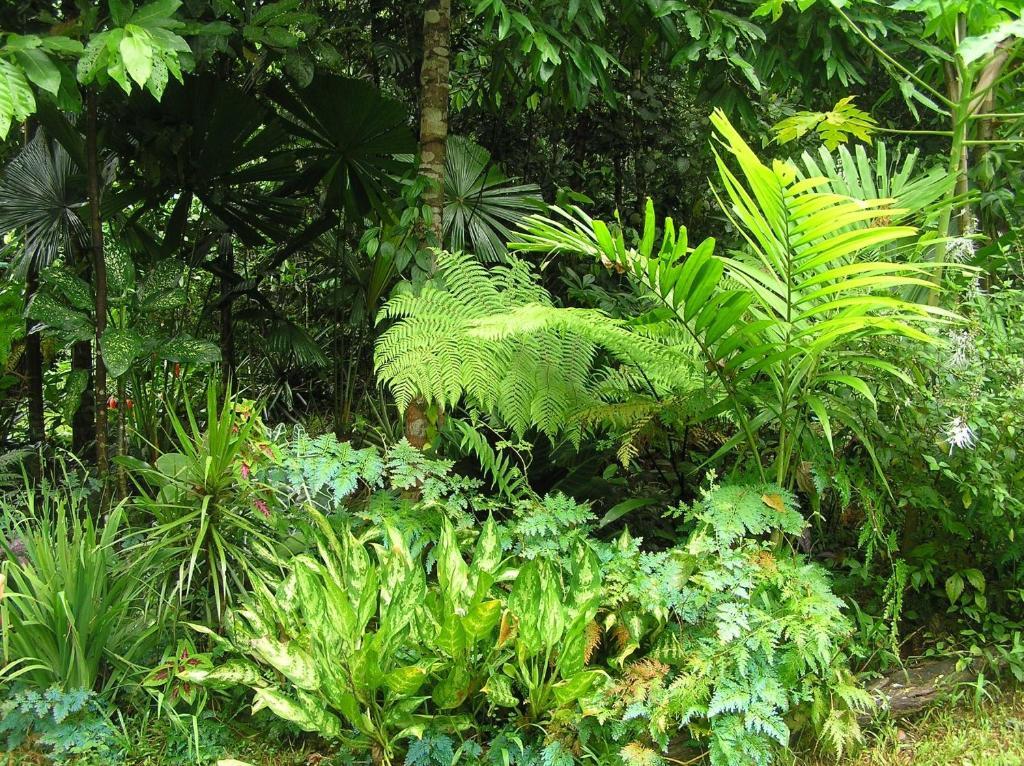 Epiphyte B & B Cow Bay Room photo